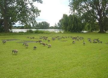 lakeside geese.jpg